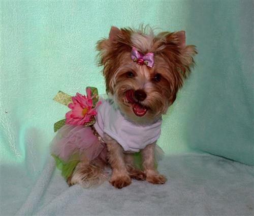 Yorkshire Terrier Beautiful White Blonde Chocolate