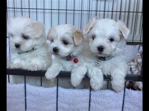 Teacup Micro Maltese Puppies