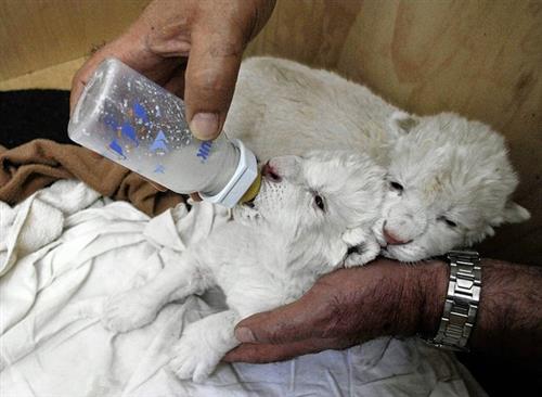 Loving Tiger and Lion Cubs