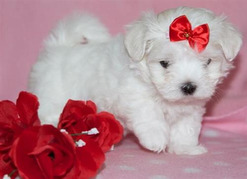Charming Maltese Puppies