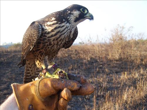 Falcon Birds Available