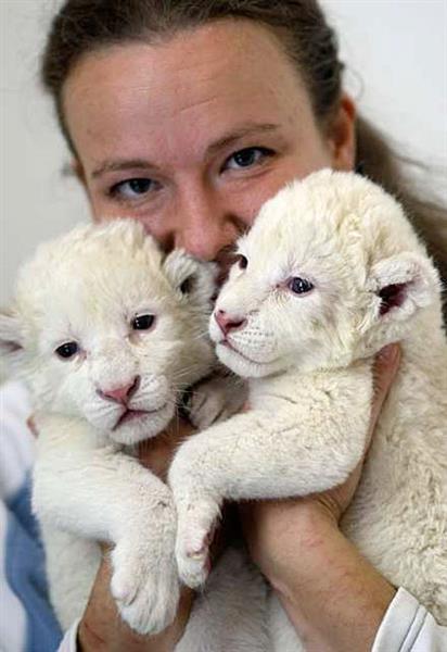 Playful Lion and Tiger Cubs Ready