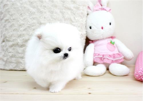 Gorgeous Miniature Girl & Boy Pomeranian Puppies