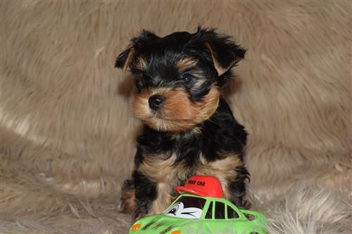 Incredible Yorkie Puppies
