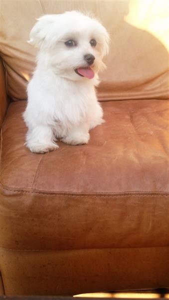 Tiny White Maltese Babies