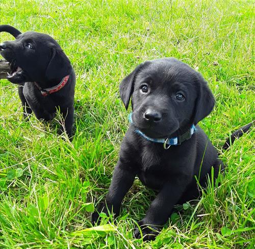 Black and Yellow Labrador Puppies