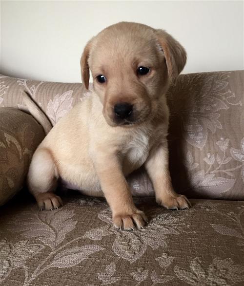 Reg Fox Red & Gold Labradors