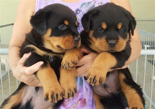 Spontaneous German Rottweiler Puppies