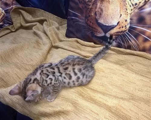 Beautiful Pedigree Bengals