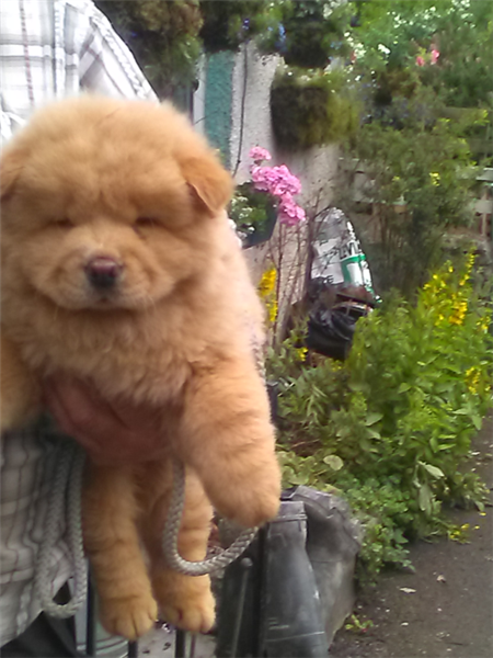 Chow Chow Puppies.... Reduced Price