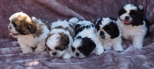 Adorable Shitzu Puppies For Sale