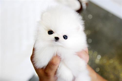 Sweet White Playful Pomeranian Puppies For Sale