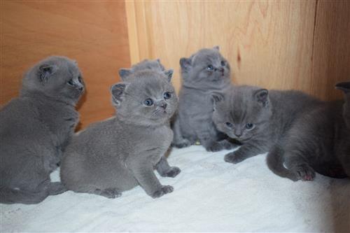 Bsh Blue Kittens- Male & Female -