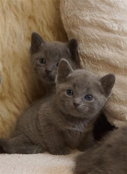 Gccf Registered Russian Blue Kittens