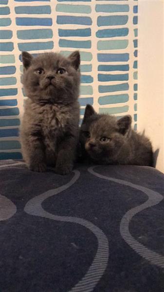Grey Scottish Fold Kittens For Sale