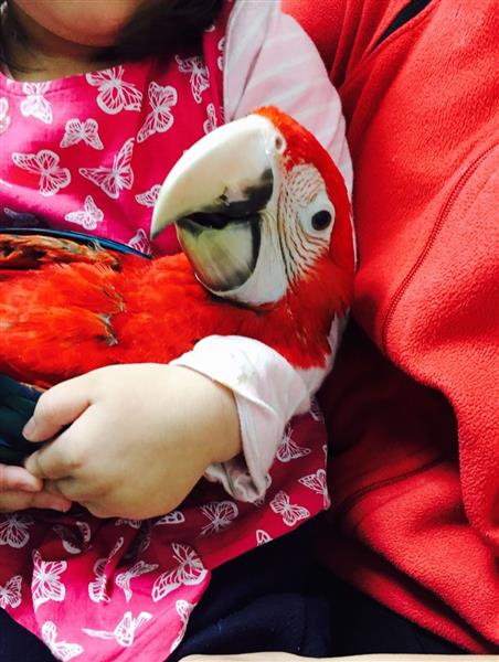 Baby Greenwing Macaws