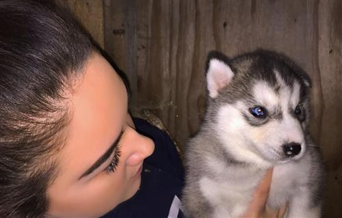 Pure Bred Siberian Husky Puppies -