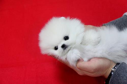 Awesome Pomeranian Puppies Ready
