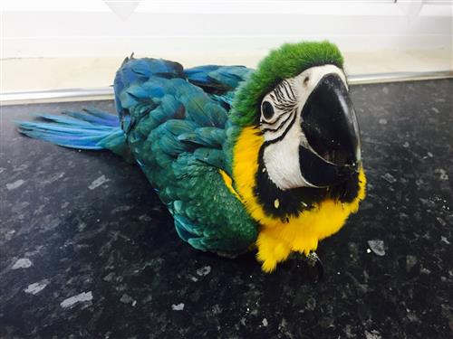 Stunning Blue And Gold Macaw For Sale