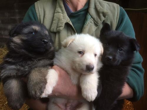 German Shepherd Puppies For Sale