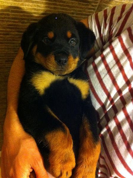 High Quality German Rottweiler Puppies