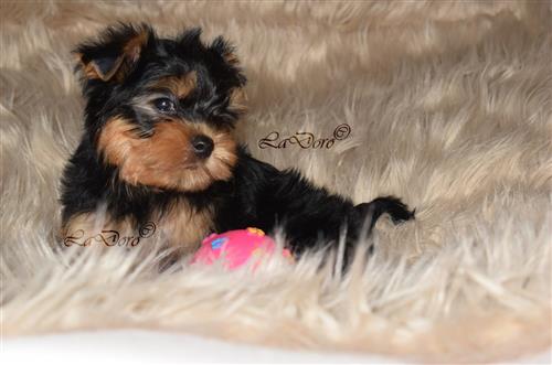 Tiny Yorkshire Terrier Puppies Available