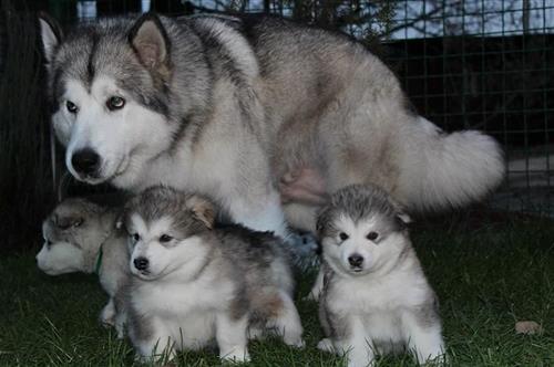 *** Top Quality Beautiful Alaskan Malamute Puppies