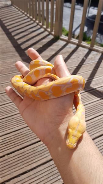 Purple Albino Sunfire Reticulated Python