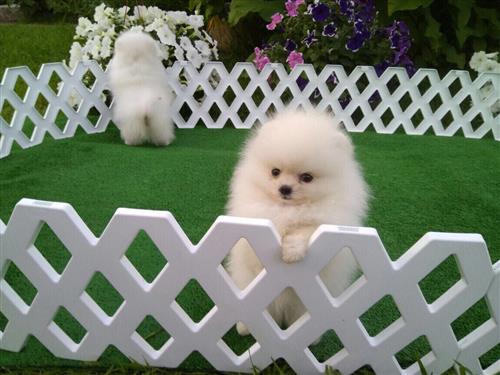 Stunning Pomeranians White