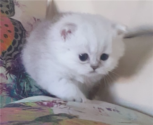 Stunning Chinchilla Persian Kittens