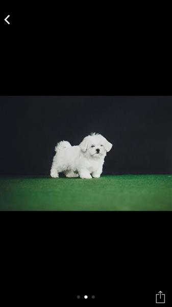 Beautiful Maltese