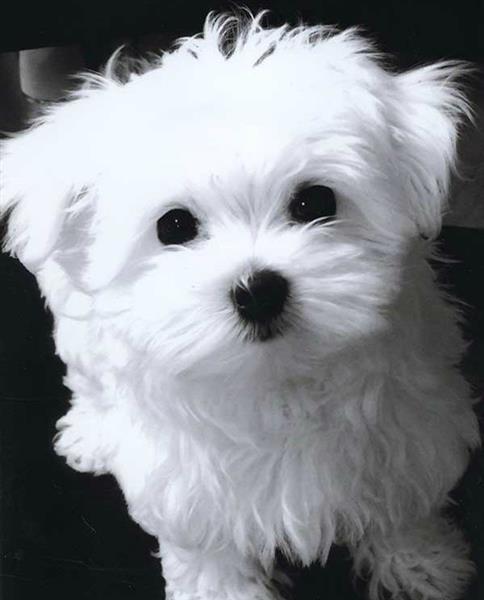Pure Maltese Puppies