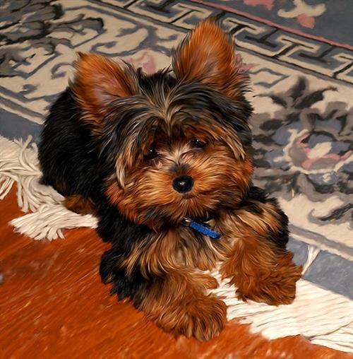 Stunning Yorkshire Terrier Puppies