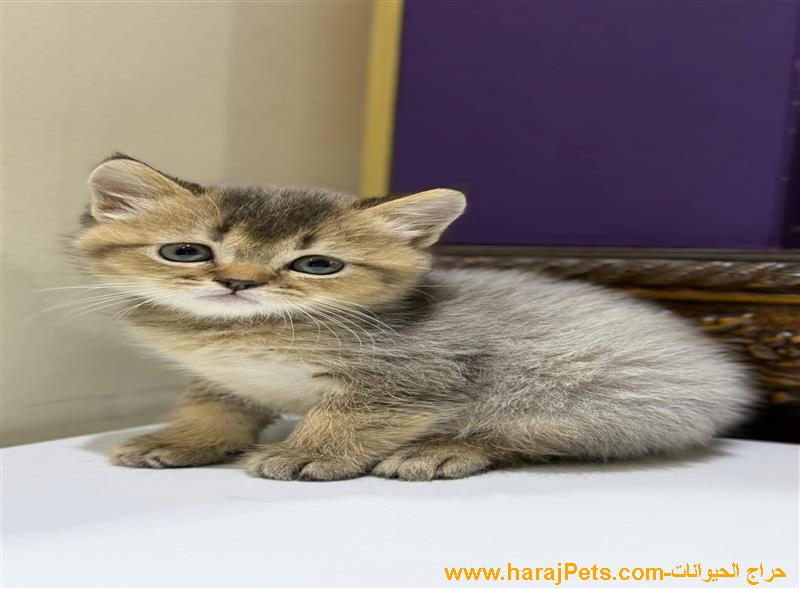 قطط عمر شهرين