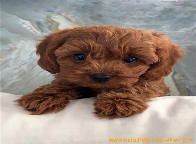 Pure Breed Labradoodle Puppies
