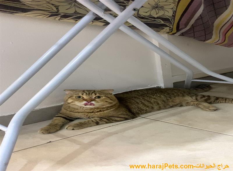 الجبيل الصناعيه