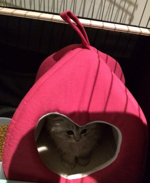 Kittin رمادي فاتح للبيع..