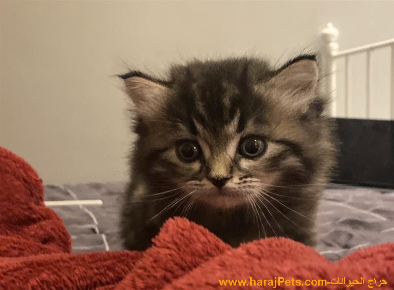 قط شيرازي للبيع عمر شهر ونص مع اغراضه أليف ويحب اللعب