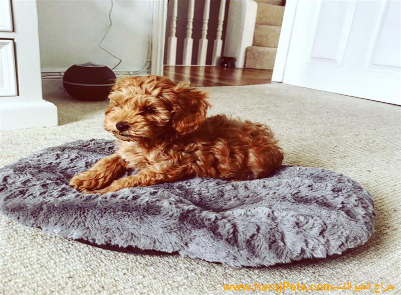 Miniature Poodle Puppies For Sale