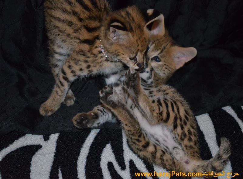 Pure Breed African Serval Kittens