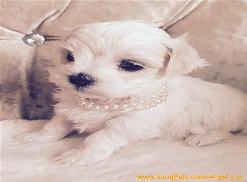 Baby Maltese Puppies - 5000 SAR