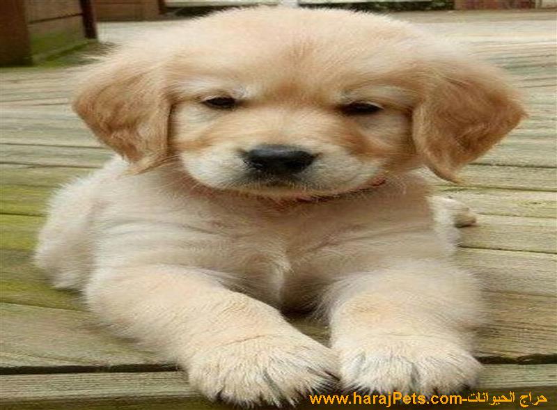 Golden Retriever Puppies - 5000 SAR