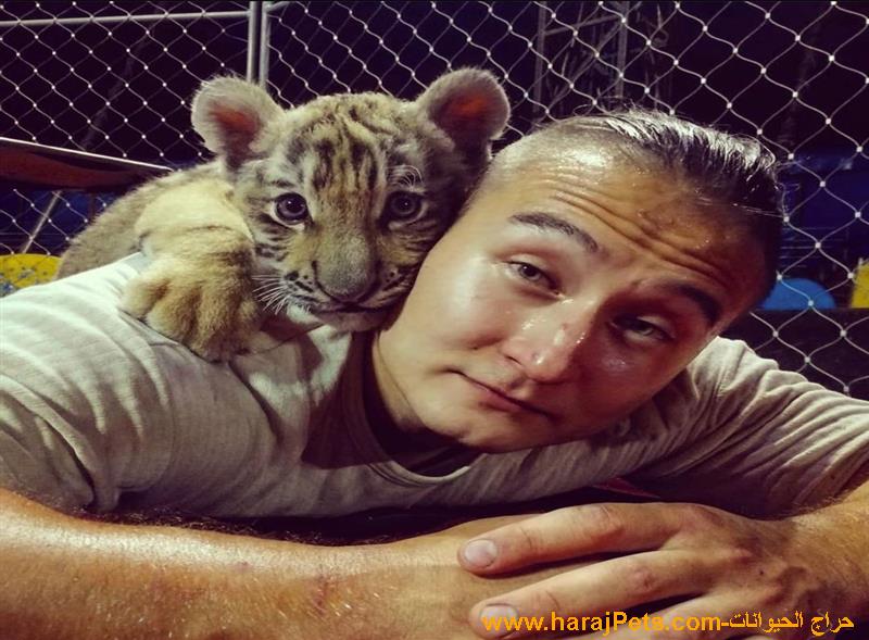 Cheetah Cubs For Sale Online Near Me