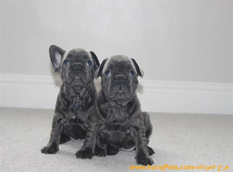 Blue Eyes French Bulldog Puppies - 5000 SAR