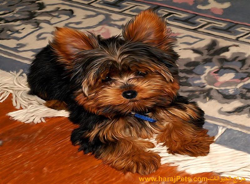 Teacup Yorkshire Terrier Puppies - 5000 Sar