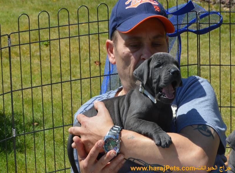 Pedigree Great Dane Puppies