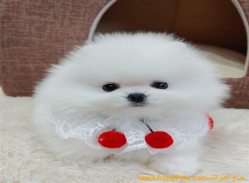 Cute Teacup Pomeranian Puppies