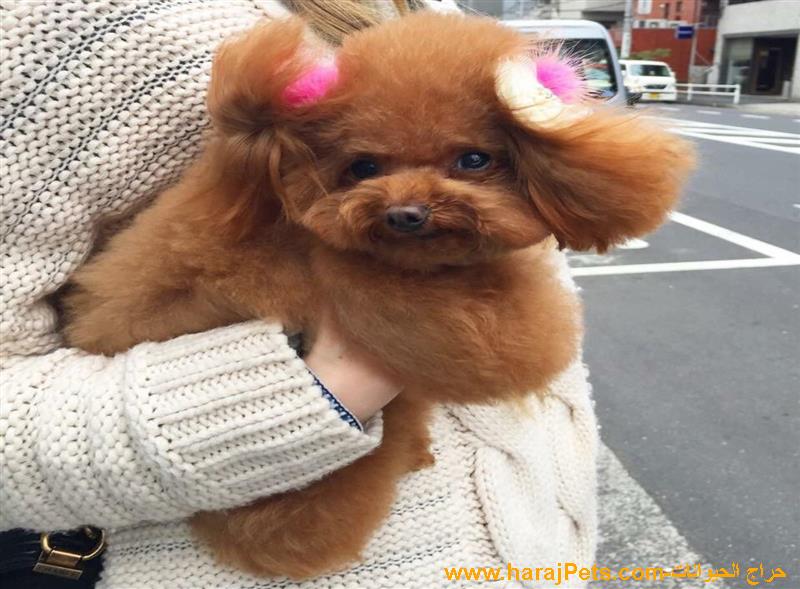 Pretty Mini Poodle Puppies