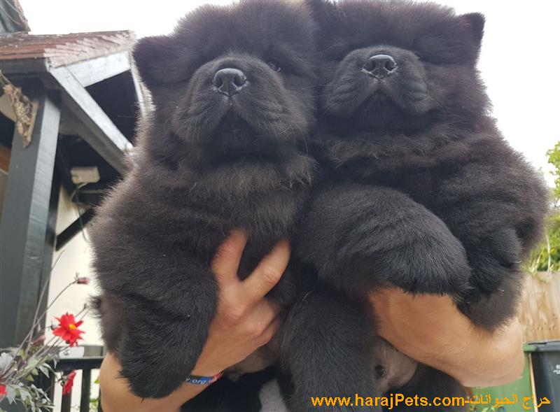 Superb Chow Chow Puppies