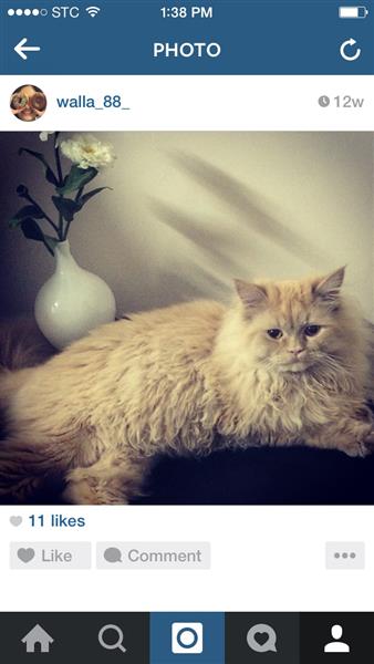 قط ذكر شيرازي للبيع عمره سنه